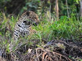 Wild Jaguar lying down on fallen tree trunk in Pantanal, Brazil