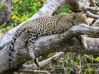 Obraz premium Wild Jaguar lying down on fallen tree trunk in Pantanal, Brazil