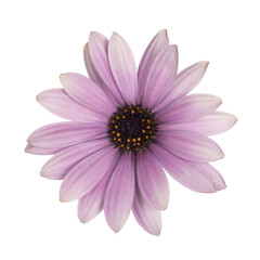 Top view of pink single Spanish Daisy flower,  isolated cutout on transparent background