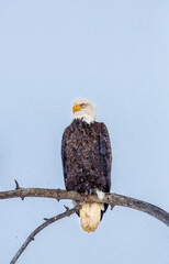 Bald Eagle in Snow    