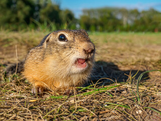 Naklejka na ściany i meble A gopher is standing in a grassy meadow with opened its mouth . Selective focus.