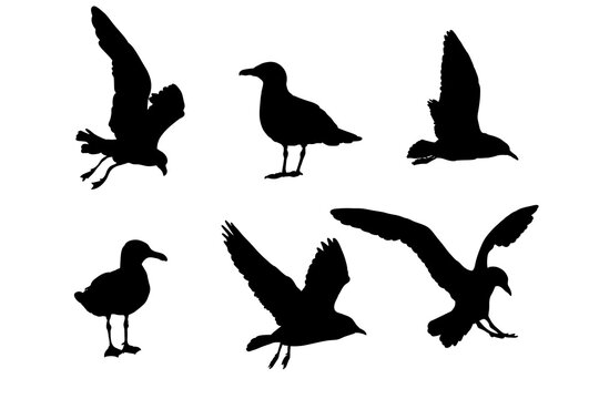 Set of silhouettes of seagulls vector design