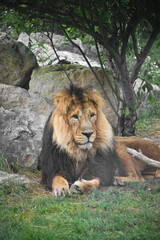 Fototapeta na wymiar Le Lion