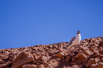 Gaviota Andina