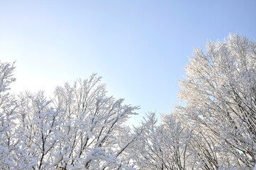 Bäume mit Schnee unter blauem Himmel, Winterlandschaft in Norddeutschland
- 563091013