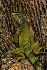 Land iguana in Bolivar Park, Guayaquil, Ecuador