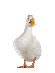 Healthy white adult Peking duck, standing facing front. Looking towards camera, isolated cutout on transparent background.