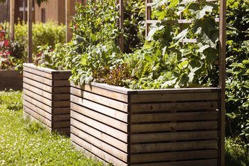 Raised bed with Vegetables, Lettuce Salad, Herbs in Community Garden. Growing Vegetables in Garden Beds.