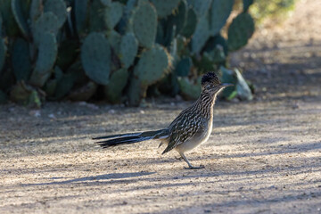 Roadrunner by Prickly Pear Cactus in the Desert