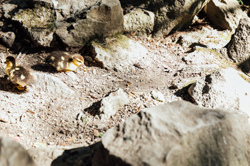 two duckling chicks playing at rocks on the ground