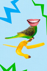 Composite photo collage of nature fauna flying green parrot budgerigar headless open mouth talking stay banana peel isolated on painted background