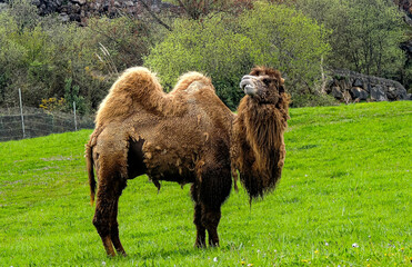 camel in the grass