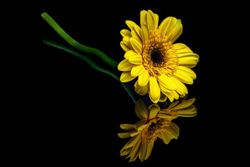 yellow flower on black background