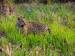 Jaguar standing in tall grass in Pantanal, Brazil