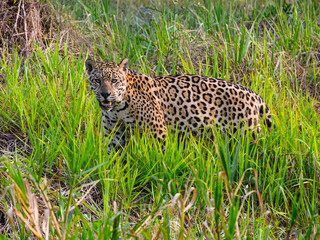 Jaguar standing in tall grass in Pantanal, Brazil