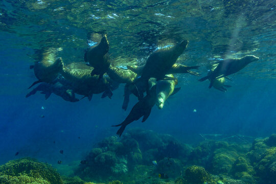 Californian sea lions swimming in water