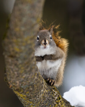 Selective focus frontal closeup of tiny American red squirrel perched on a tree branch in winter, Quebec City, Quebec, Canada