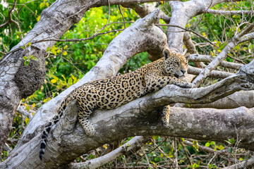 Wild Jaguar lying down on fallen tree trunk in Pantanal, Brazil