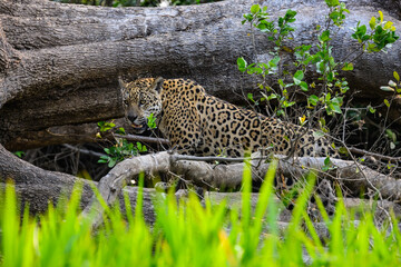 Wild Jaguar lying down on fallen tree trunk in Pantanal, Brazil