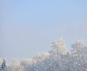 Bäume mit Schnee, Winterlandschaft in Schleswig-Holstein, Norddeutschland - 563096604