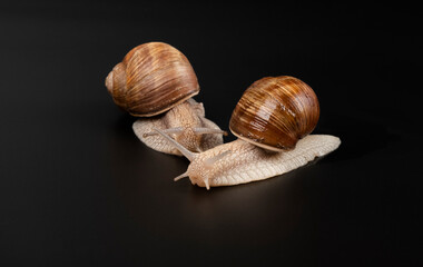 grape snails on a dark background