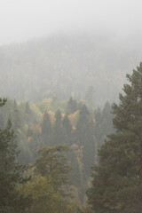 autumn and fog in the mountains. vertical photo. Photo wallpaper with mountain view, space for text