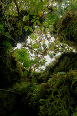 Fanal Forest, part of an ancient forest of ancient lime trees (Ocotea foetens) on Madeira Island.