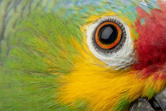 Close up of a yellow cheeked parrot (amazon autumnalis).