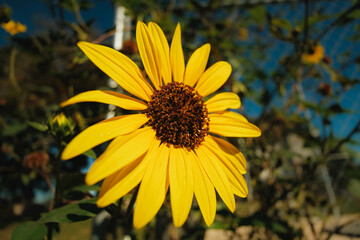 yellow sunflower