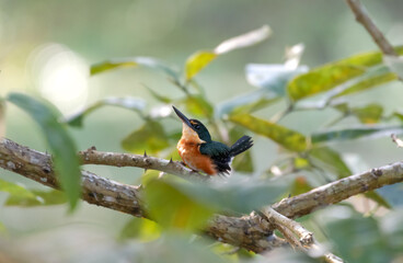 Cute American Pygmy Kingfisher stretching and preening in the forest of Trinidad and Tobago.