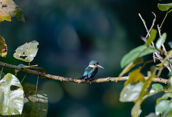 Small American Pygmy Kingfisher bird perched on a branch in morning sunlight in the rainforest.