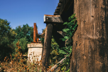 vine detail on train trestle bridge