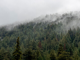 foggy landscapes in dense woodland