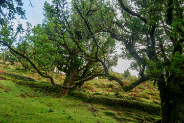 Fototapeta premium Fanal Forest, part of an ancient forest of ancient lime trees (Ocotea foetens) on Madeira Island.