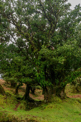 Fanal Forest, part of an ancient forest of ancient lime trees (Ocotea foetens) on Madeira Island.