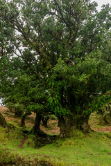 Fototapeta na wymiar Fanal Forest, part of an ancient forest of ancient lime trees (Ocotea foetens) on Madeira Island.