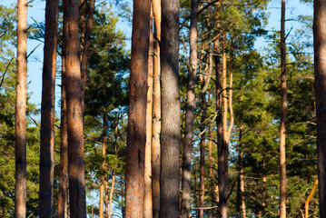 forest background, in the photo trees in the forest against the blue sky