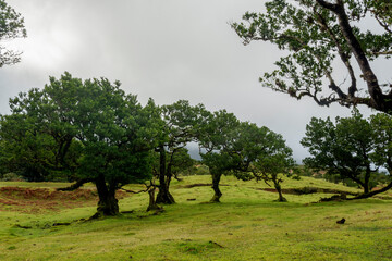 Fanal Forest, part of an ancient forest of ancient lime trees (Ocotea foetens) on Madeira Island.