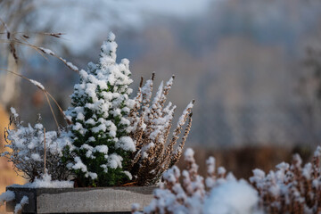 Heide im Topf mit Schnee vor kleinem Büschen 