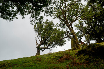 Fototapeta premium Fanal Forest, part of an ancient forest of ancient lime trees (Ocotea foetens) on Madeira Island.