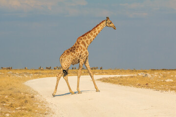 Giraffe in th Etosha National Park in Namibia.