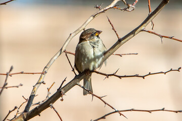 Obraz premium Sparrow perched on a leafless branch. Small urban birds. Endangered bird.