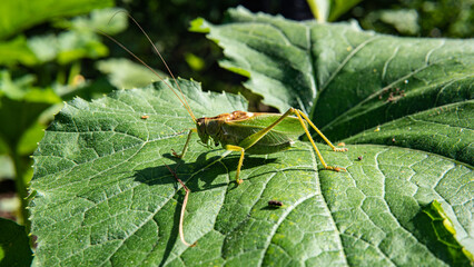 green grasshopper sits on a large leaf