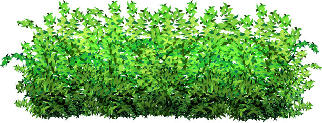 Ornamental green plant in the form of a hedge.Realistic garden shrub, seasonal bush, boxwood, tree crown bush foliage.For decorate of a park, a garden or a green fence.