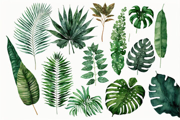 Tropical leaves and tropical plants set on white