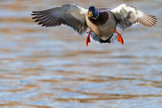 Duck with colored feathers landing on the water with open wings. Waterfowl in the lake. Small urban bird. Outdoor animals.