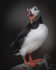 Atlantic Puffin