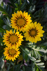 yellow flowers in the garden