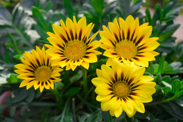 yellow flowers in the garden