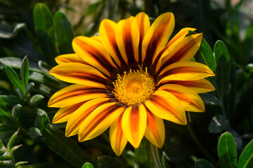 yellow flower in the garden